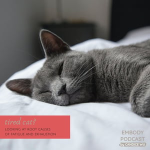 164: Tired Cat? Looking at Root Causes of Fatigue and Exhaustion